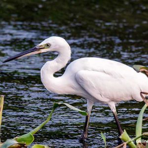 Bird Watching Tour