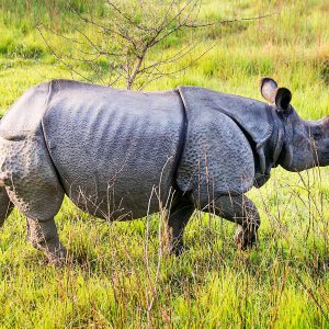 Chitwan at a glance