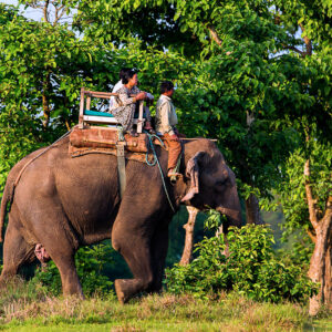 Day Tour Chitwan National Park