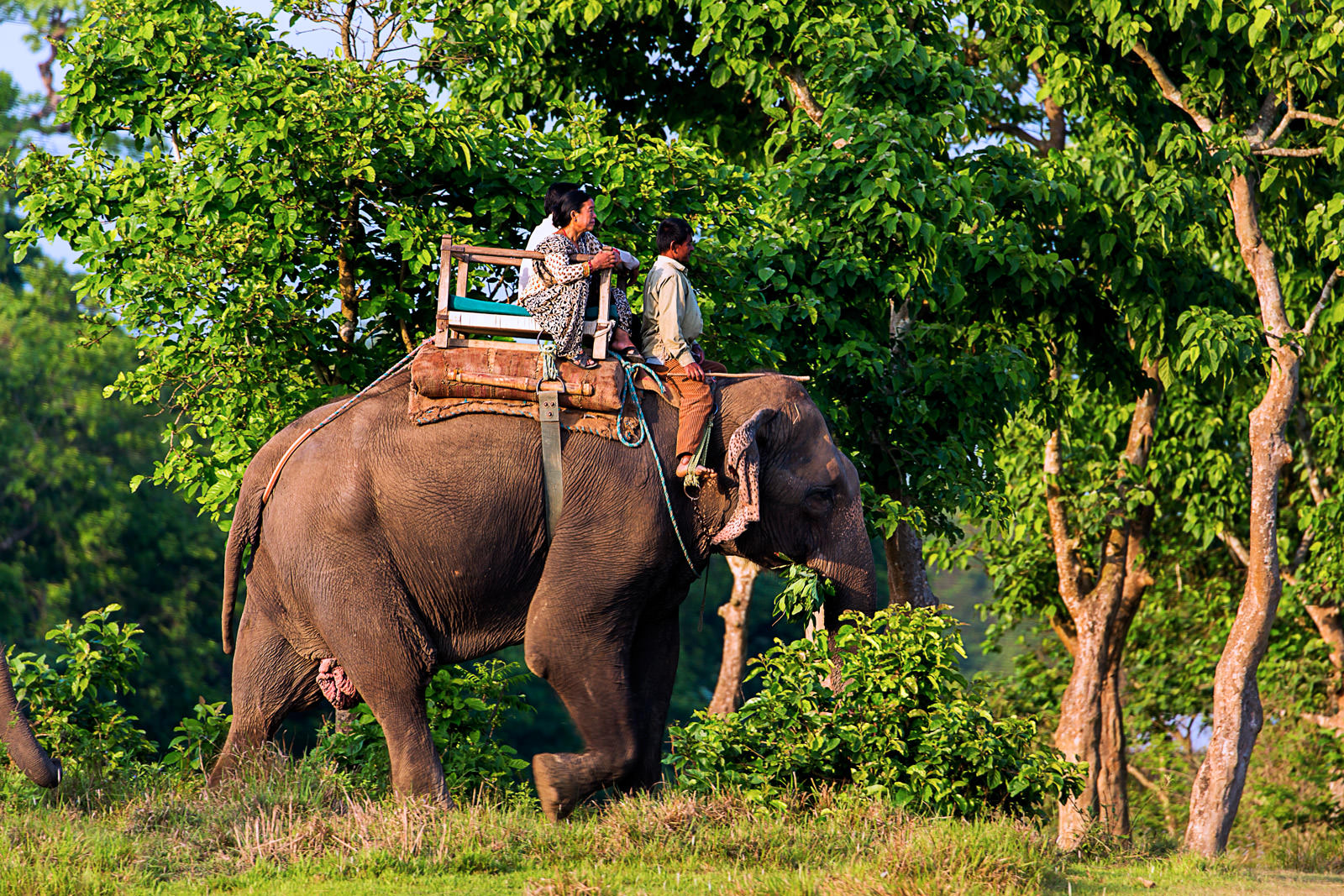 Private Elephant Safari