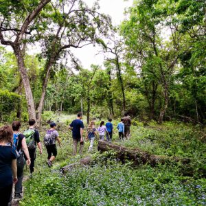 Jungle Walk inside Chitwan National Park
