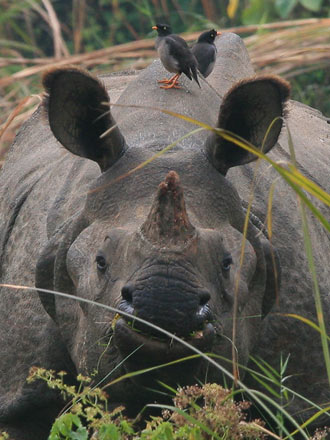 Canoe Ride + Short Jungle Walk and Elephant Breeding Center - Image 2
