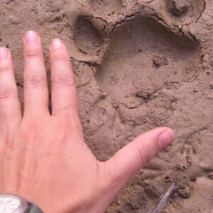 Tiger Tracking Nepal