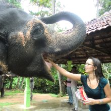 feeding-an-elephant